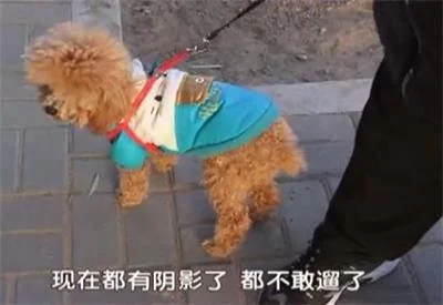 新型碰瓷党：自残谎称被狗咬 敲诈犬主月入过万