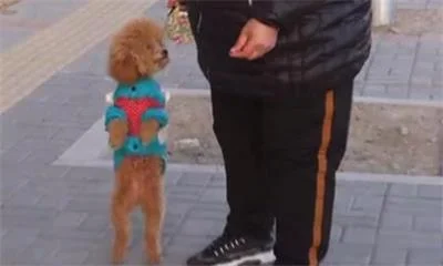 新型碰瓷党：自残谎称被狗咬 敲诈犬主月入过万