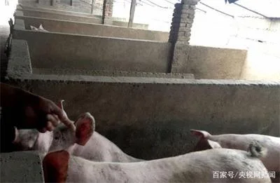这群人躲在外国猪圈里给你打诈骗电话，被一窝端干净了