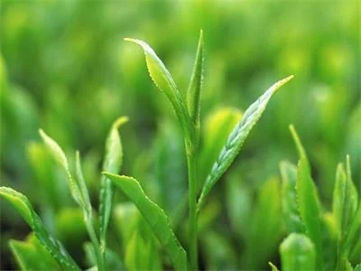 卖茶叶还有骗局？小心你的那些"白富美"微信好友
